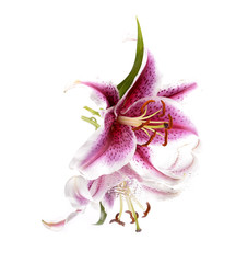 Fototapeta na wymiar beautiful pink lily, isolated on white background , mirror .