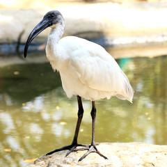 black head ibis