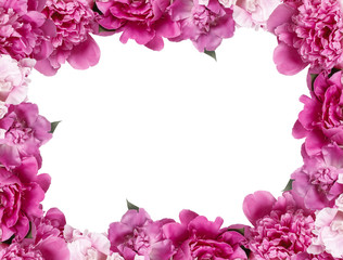 Obraz premium Beautiful pink peonies on white background. Copy space