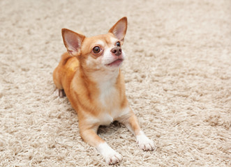 brown chihuahua dog sitting on the carpet