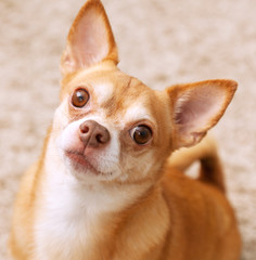 Chihuahua dog portrait. Pretty serious dog.