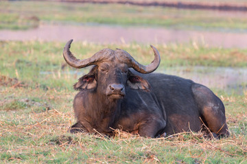 African buffalos