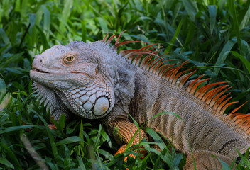 Colorful Iguana