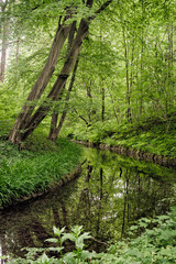 Beautiful summer Landscape with Creek