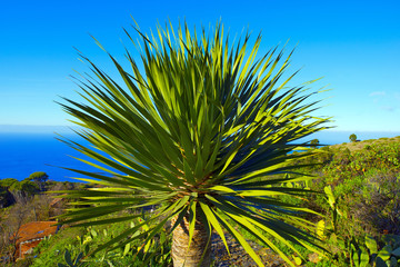 spain,canary islands, la palma :   dragon-tree