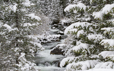 Fototapeta na wymiar Creek in the winter forest