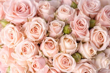 Foto op Plexiglas Bright pink roses background © popovich22