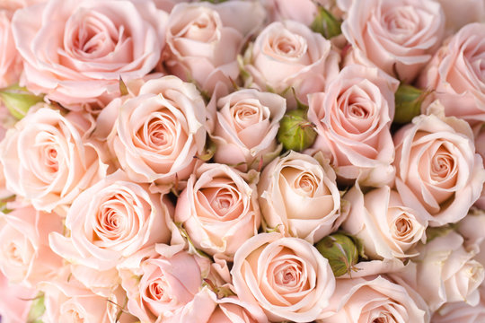 Bright pink roses background