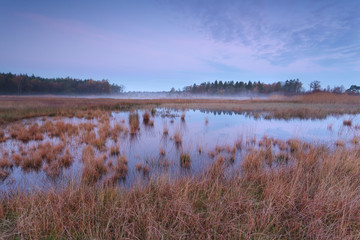 pink autumn sunrise over forest swamp
