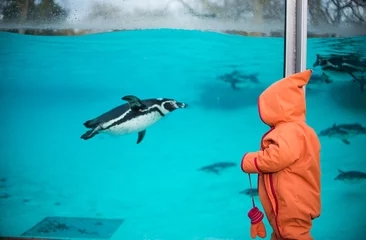 Pinguin und Kleinkind © DianaH