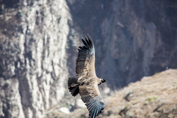 Flying condor over Colca canyon,Peru,South America