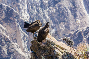 Three Condors at Colca canyon sitting,Peru,South America.