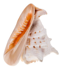 sea shell