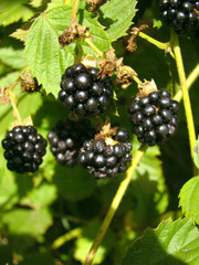 organic wild blackberry