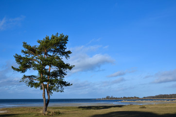Lone coastal pine tree