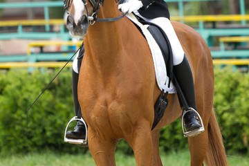 Obraz premium dressage horse