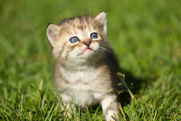 Naklejka na ściany i meble Baby kitten on the grass