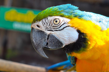 Blue-and-yellow Macaw