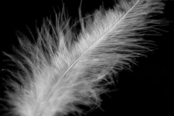 Obraz premium feather detail macro