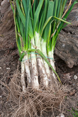 calsots on the barbecue