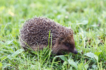 hedgehog