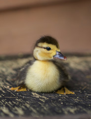 Entenküke, Moschusente