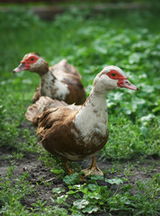 Moschusente, Enten