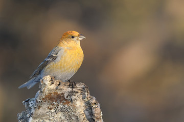 Grosbeak sitting on a stomp