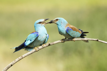 European Roller offering an insect to partner
