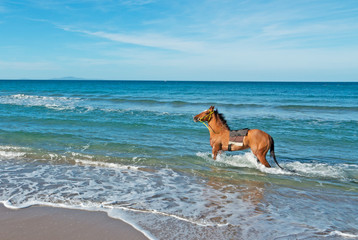 horse in the sea