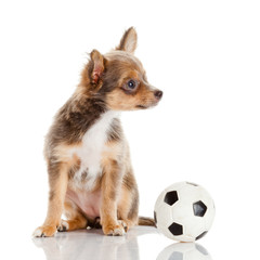 Obraz premium Chihuahua puppy isolated on white. Lovely puppy
