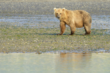 Grizzly Bear ( Urus arctos horribilis) walking on a beach