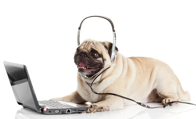 call center agent.  pug dog telephone operator