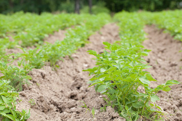 Potato field