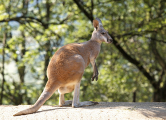 Red kangaroo © Hogo