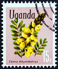 Cassia didymobotrya (Uganda 1969)