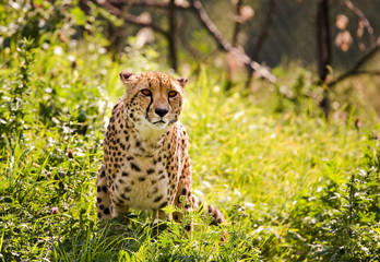 Cheetah