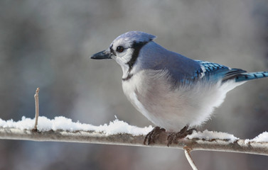 geai bleu en hiver