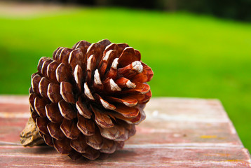 The cones on wooden table background green.