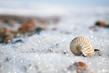 nautilus sea shell on Atlantic ocean Legzira beach, morocco