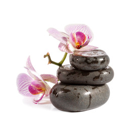 Fototapeta na wymiar Zen stones with orchid and ladybird. Isolated on white backgroun