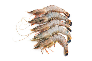 raw tiger shrimps