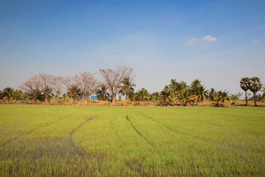 Rice farm against blue sky