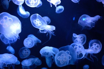 blue jellyfish 