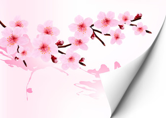 Spring background with a blossoming sakura branch. Vector illust