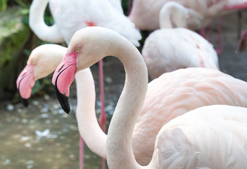 Obraz premium Pink and White flamingo bird