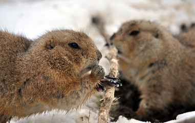 view of two ground squirrel in winter