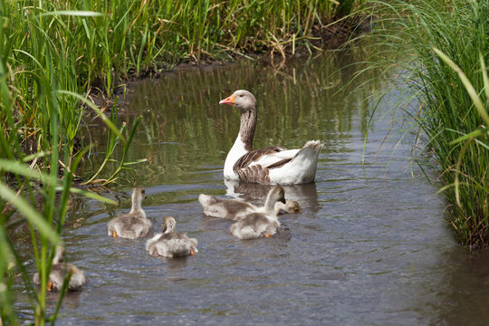 Goose and goslings swimming in river