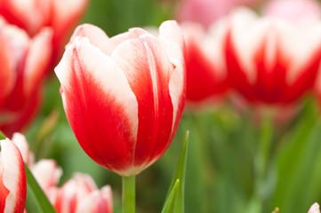 Fototapeta premium Red tulips