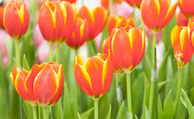 Obraz premium Red, yellow tulips
